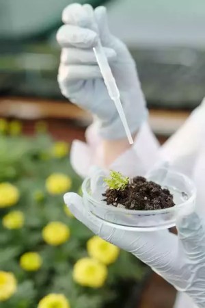 soil sample in a lab