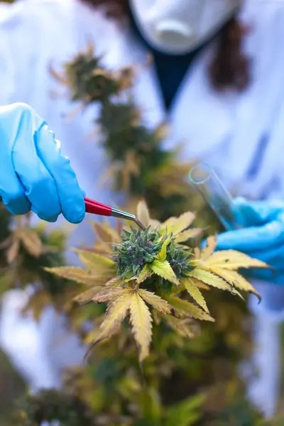cannabis testing in a laboratory.