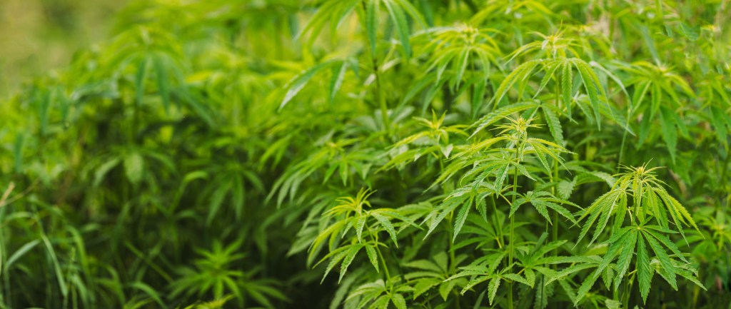ANAB Assesses and Accredits Certificate Programs Conforming to New Standard ASTM D8403-21, Standard Practice for Certificate Programs within the Cannabis and Hemp Industries