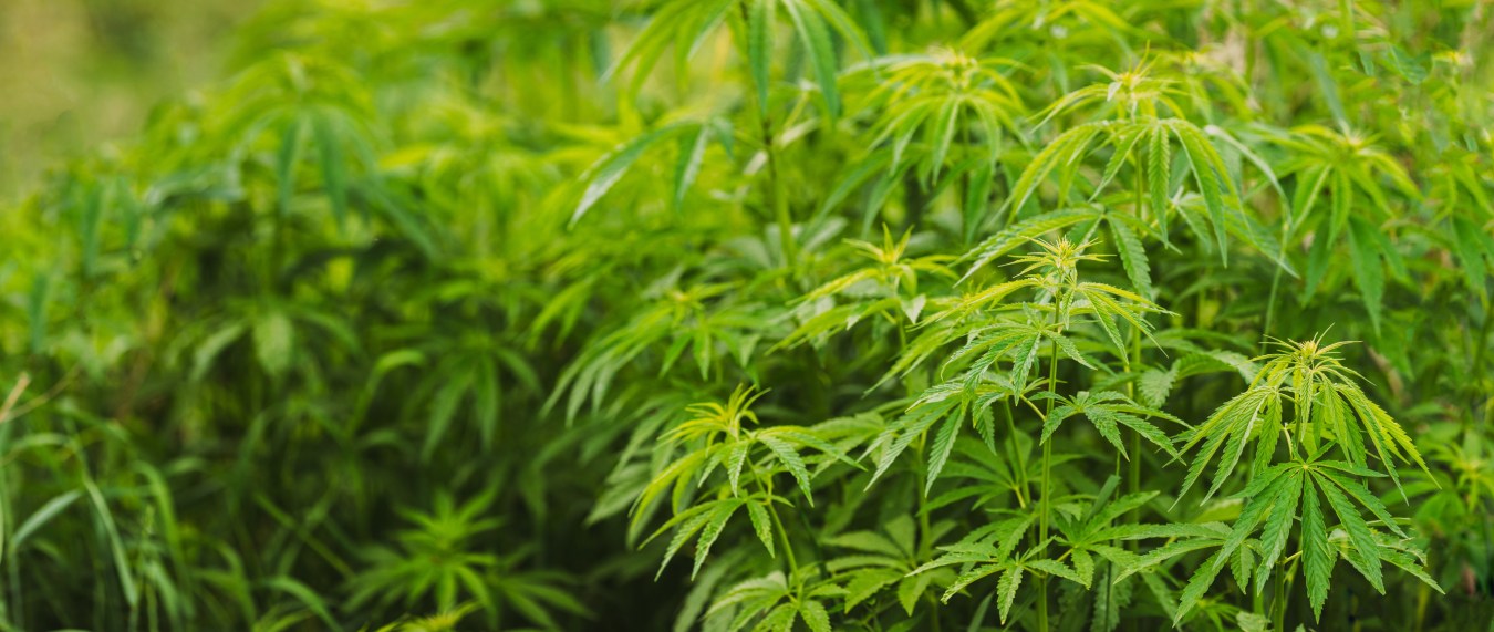 ANAB Assesses and Accredits Certificate Programs Conforming to New Standard ASTM D8403-21, Standard Practice for Certificate Programs within the Cannabis and Hemp Industries