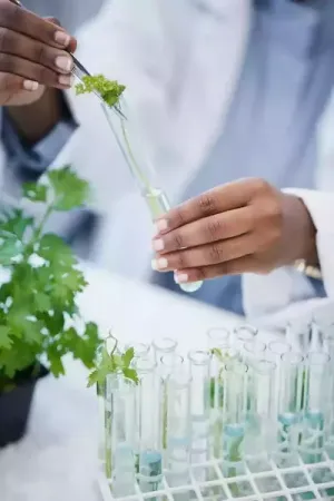 environmental lab with pipettes full of plants