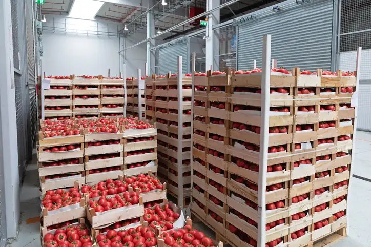 Crates of red tomatoes