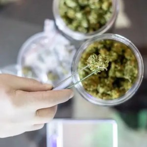 Cannabis testing by the ICP-MS method in a lab.