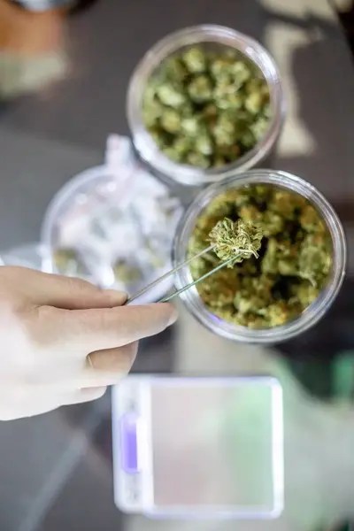 Cannabis testing by the ICP-MS method in a lab.