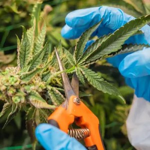 Researcher applying a Corrective Action and Preventive Action (CAPA) program for the cannabis industry, in conformance with ASTM D8229.