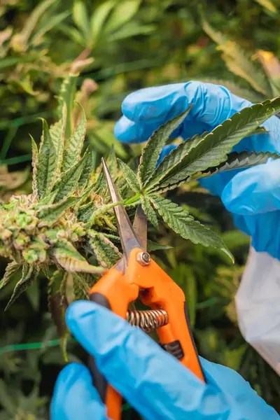 Researcher applying a Corrective Action and Preventive Action (CAPA) program for the cannabis industry, in conformance with ASTM D8229.