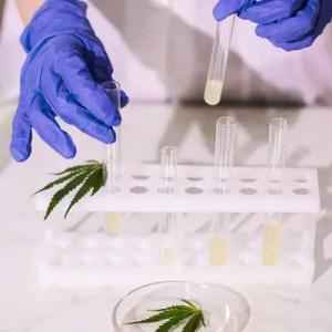 A scientist examining cannabis samples in a lab.