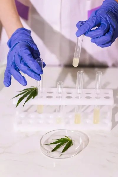 A scientist examining cannabis samples in a lab.